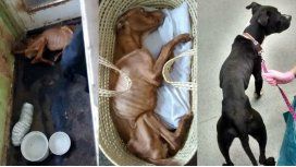 Cook abandonó a Ruby y Blacky para que murieran de hambre Cook abandonó a Ruby y Blacky para que murieran de hambre