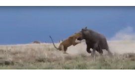 Mirá cómo un hipopótamo se defendió atacando a un león Mirá cómo un hipopótamo se defendió atacando a un león