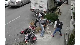VIDEO: Un pitbull ataca a una mascota y a su dueño VIDEO: Un pitbull ataca a una mascota y a su dueño