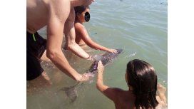 Muere una cría de delfín por el estrés generado por los turistas Muere una cría de delfín por el estrés generado por los turistas