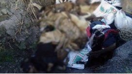 Proteccionistas denuncian una matanza masiva de perros en Chubut Proteccionistas denuncian una matanza masiva de perros en Chubut
