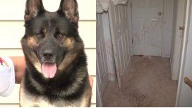 El perro defendió la casa mientras su familia estaba afuera El perro defendió la casa mientras su familia estaba afuera