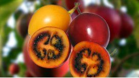 Las 5 frutas del Norte argentino que no vas a encontrar en la verdulería Las 5 frutas del Norte argentino que no vas a encontrar en la verdulería