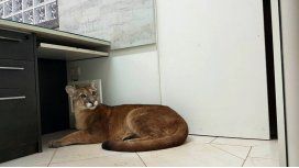 El puma fue llevado a una reserva El puma fue llevado a una reserva