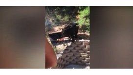Un oso quiere robarles la carne de la barbacoa y ellos le hacen frente Un oso quiere robarles la carne de la barbacoa y ellos le hacen frente