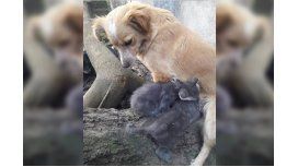 Una perra adoptó a dos gatitos abandonados recién nacidos Una perra adoptó a dos gatitos abandonados recién nacidos