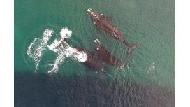 Ballenas copulando en Puerto Madryn Ballenas copulando en Puerto Madryn
