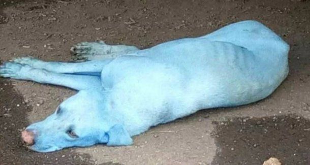 El extraño caso de los perros azules de la India