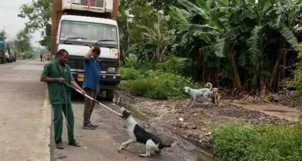 Tuvieron que capturar a los perros para rehabilitarlos