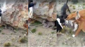 El brutal ataque de una jauría a un puma El brutal ataque de una jauría a un puma