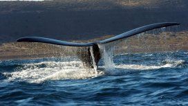 Ballenas en Puerto Madryn Ballenas en Puerto Madryn