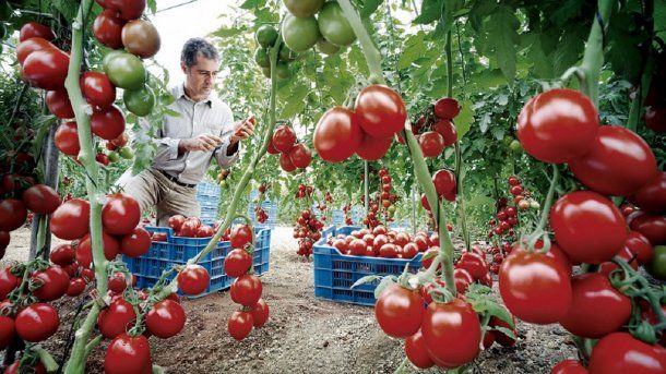 Un productor de tomartes, cerca de ir a juicio por una muerte por agrotóxicos - Imagen ilustrativa<br>