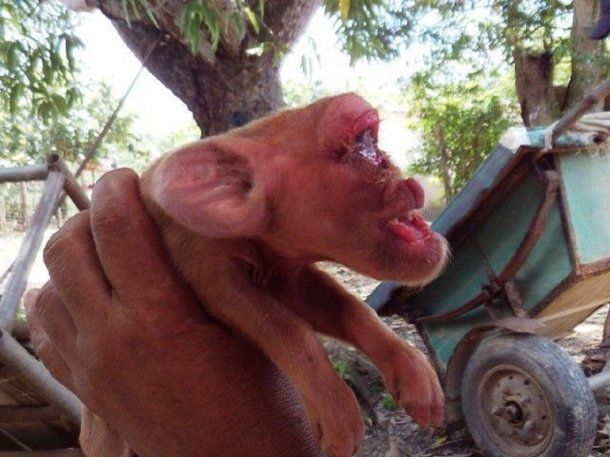 <p>Nació un cerdo con cara de mono - Crédito: www.cubadebate.cu</p><p></p>