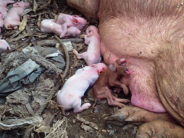 <p>Nació un cerdo con cara de mono - Crédito: www.cubadebate.cu</p><p></p>