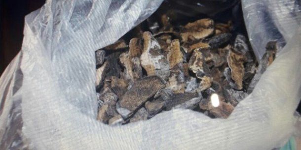 También se encontraron hongos alucinógenos y dos plantas de cannabis