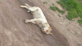 Hallaron más de 20 perros envenendados en Batán - Crédito: 0223 Hallaron más de 20 perros envenendados en Batán - Crédito: 0223