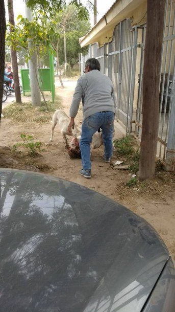   <p>Hace que sus dogos maten perros callejeros -  Crédito: Facebook Carlos Gómez</p>  