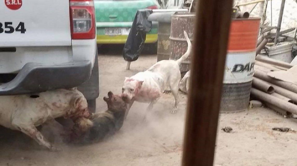 Hace que sus dogos maten perros callejeros -  Crédito: Facebook Carlos Gómez