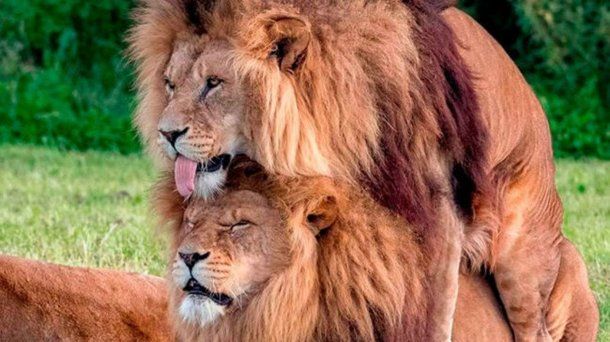 Existe la homosexualidad en el reino animal? Mirá estos leones