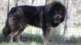 Los mastines tibetanos tienen en vilo a la pareja de al lado Los mastines tibetanos tienen en vilo a la pareja de al lado