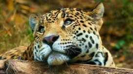 El yaguareté está en peligro de extinción El yaguareté está en peligro de extinción