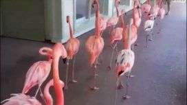 Así fueron trasladados los flamencos por el huracán Irma Así fueron trasladados los flamencos por el huracán Irma