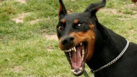 Perdió una pierna por el ataque de tres doberman Perdió una pierna por el ataque de tres doberman