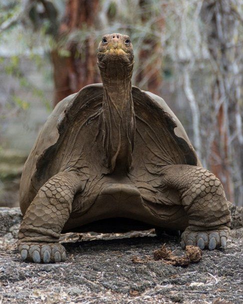 Recuperan una especie de tortuga gigante extinta hace 150 años en Galápagos<br>