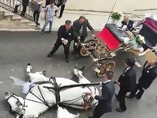 Un caballo muere mientras tiraba un carruaje por el calor Un caballo muere mientras tiraba un carruaje por el calor