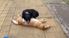VIDEO: La conmovedora reacción de un perro por una perra atropellada VIDEO: La conmovedora reacción de un perro por una perra atropellada