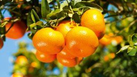 La mandarina que mató a una nena tenía un veneno prohibido La mandarina que mató a una nena tenía un veneno prohibido