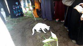 Un gato se niega a dejar una tumba en un funeral en Malasia Un gato se niega a dejar una tumba en un funeral en Malasia