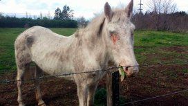 El animal ya fue trasladado para su recuperación El animal ya fue trasladado para su recuperación