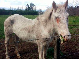El animal ya fue trasladado para su recuperación El animal ya fue trasladado para su recuperación