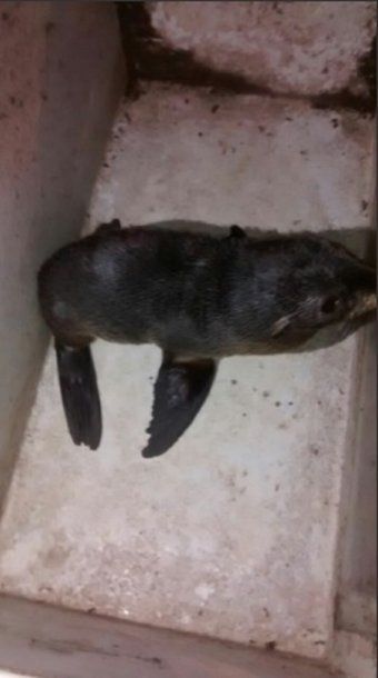Encontraron un lobo marino, se lo quedaron como mascota y hasta pidieron plata para soltarlo
