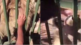 Un rugbier acarició a un león y casi pierde la mano Un rugbier acarició a un león y casi pierde la mano