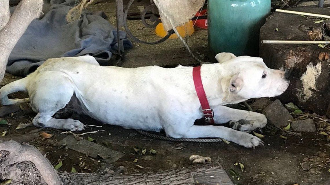 Rescataron a un perro e imputaron a la dueña por maltrato y crueldad animal