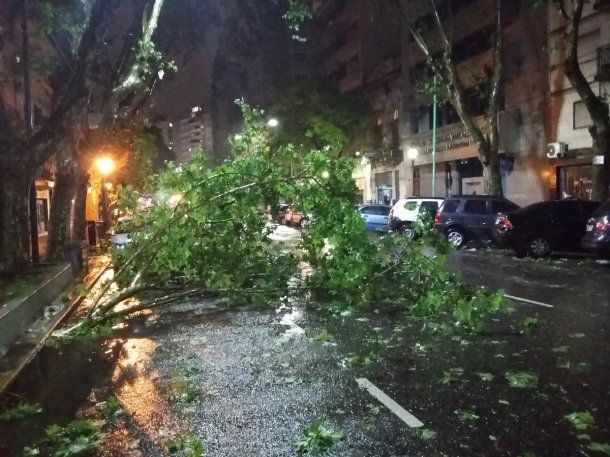 Árbol caído en el barrio porteño de Almagro