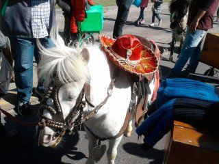 rescataron a siete ponys y una llama en una feria de la ciudad rescataron a siete ponys y una llama en una feria de la ciudad