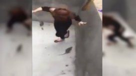 Thuy Say se enfrentó a la rata con un palo, pero encontró resistencia Thuy Say se enfrentó a la rata con un palo, pero encontró resistencia