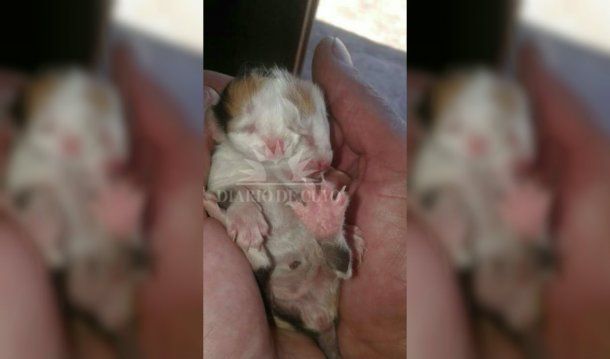 El gatito sorprendió a todos por su particular cara doble