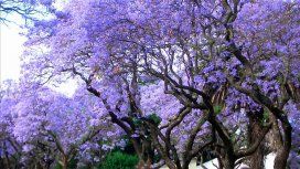 Kiri, el nuevo árbol de moda Kiri, el nuevo árbol de moda