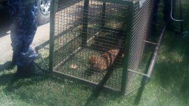 La patrulla ambiental rescató al puma de la casa de un hombre La patrulla ambiental rescató al puma de la casa de un hombre