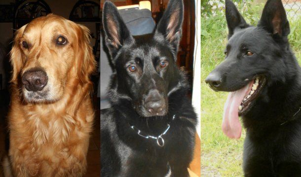 Felipe, Hanni y Baron murieron asfixiados