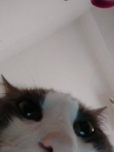 Sinatra, el gato saca selfies