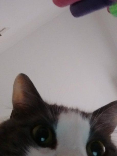 Un gatito listo para su primer plano