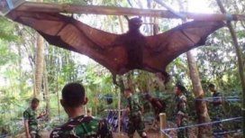 Atrapan un gigantesco murciélago de casi dos metros en Filipinas Atrapan un gigantesco murciélago de casi dos metros en Filipinas