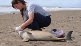 Alerta por la aparición de cuatro delfines muertos en la Costa Alerta por la aparición de cuatro delfines muertos en la Costa