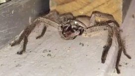 Captan a una araña del tamaño de un perro en la puerta de una casa Captan a una araña del tamaño de un perro en la puerta de una casa