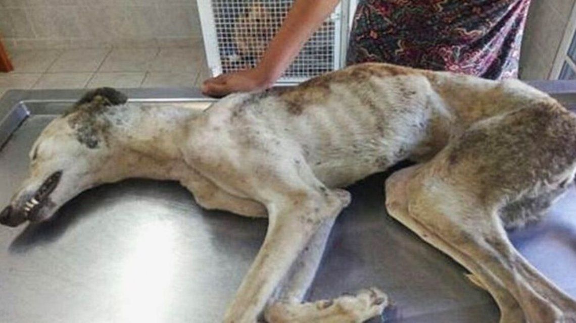 Una perra fue matada a palazos en Tres Arroyos.